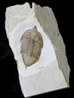 Excellent Huntonia Trilobite - Bob Carroll Prepared #19195-2